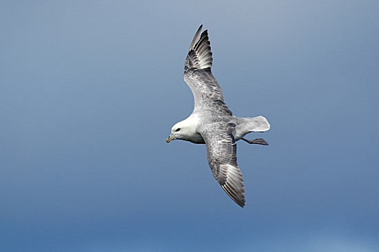 Noordse Stormvogel (3).jpg